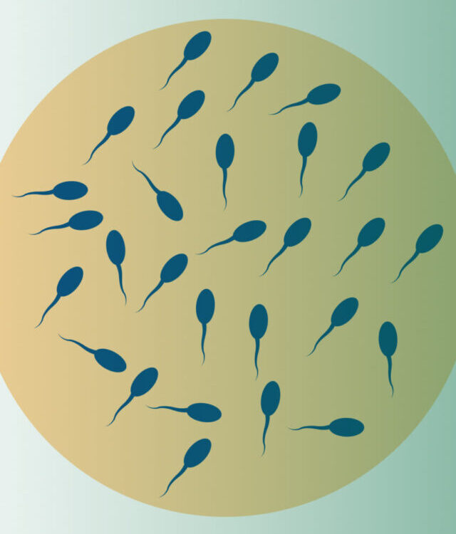 How to increase sperm count for pregnancy