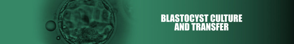 Blastocyst culture and transfer