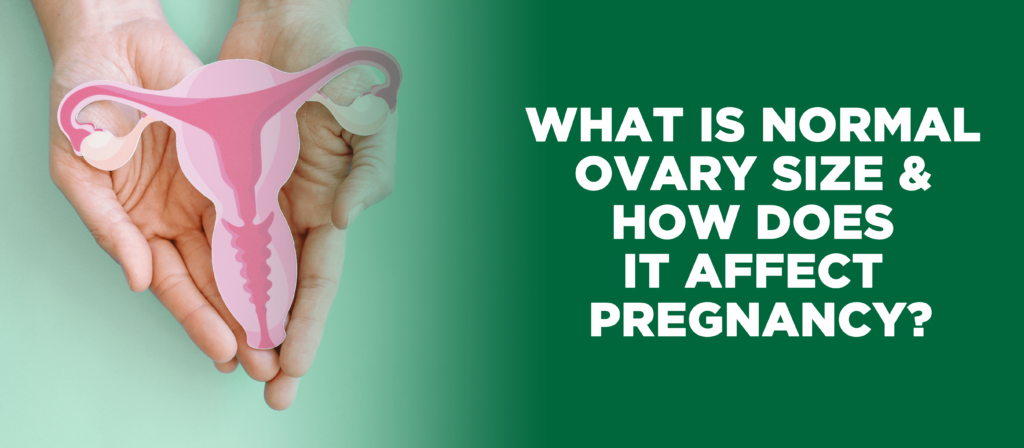 Importance of ovary size in fertility and pregnancy